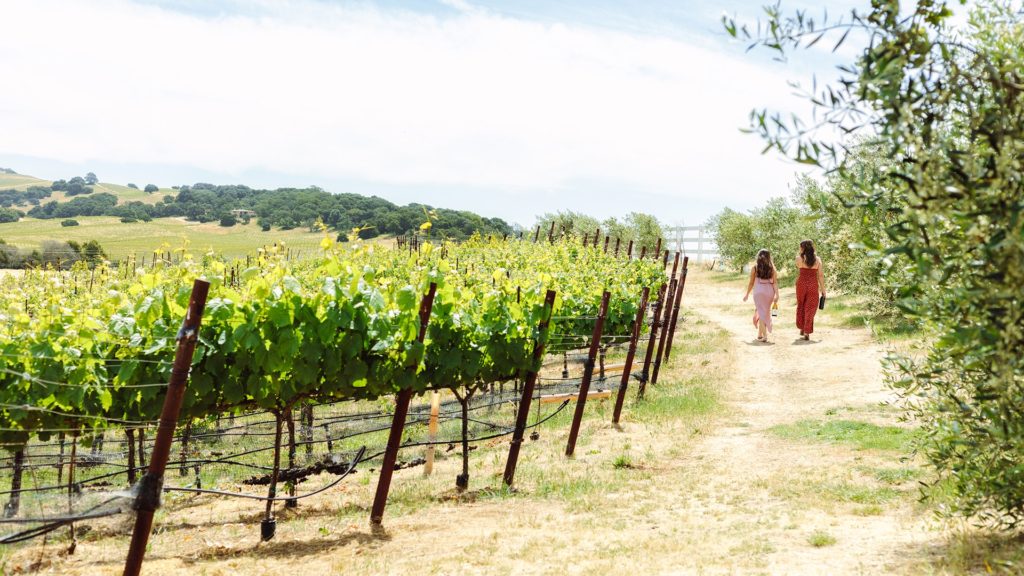 Walk in the vineyards, Spa Terra, The Meritage Resort and Spa in Napa Valley, Spas of America