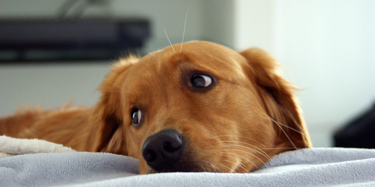 https://www.spasofamerica.com/wp-content/uploads/2022/07/Healthy-Dog-Healthy-Living-Travel-1280x640.jpeg