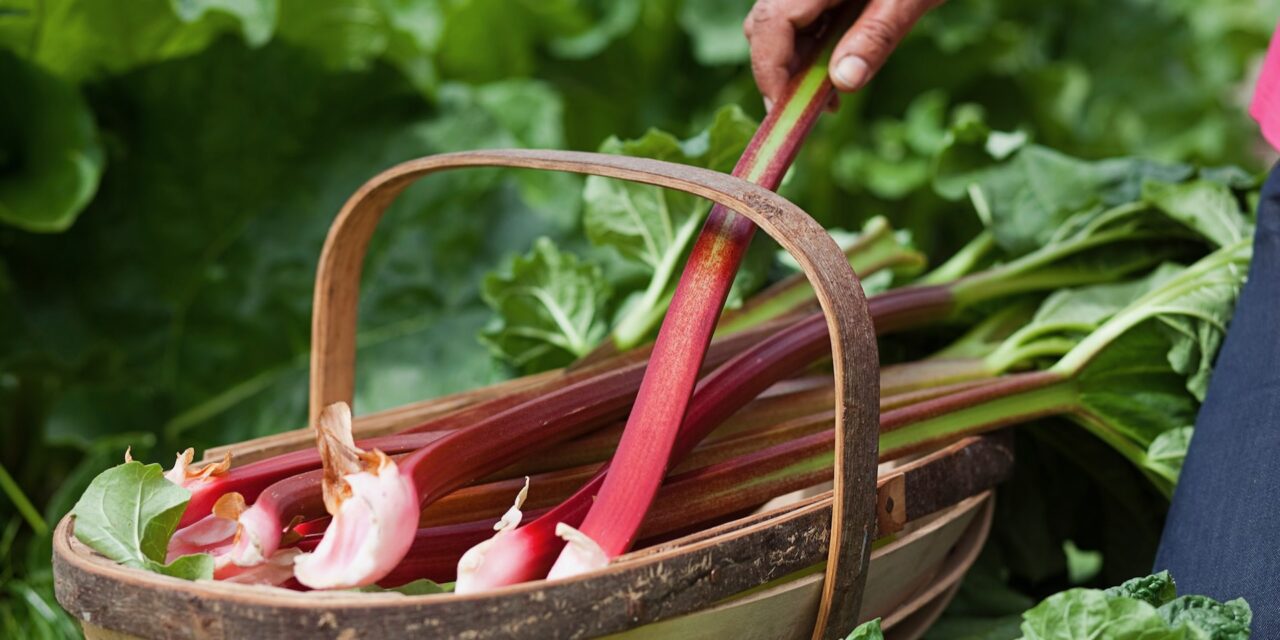 https://www.spasofamerica.com/wp-content/uploads/2024/05/Fresh-Rhubarb-Spas-of-America-1280x640.jpeg