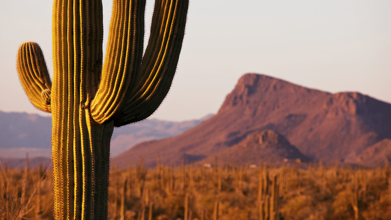 Spas of Arizona, Spas of America