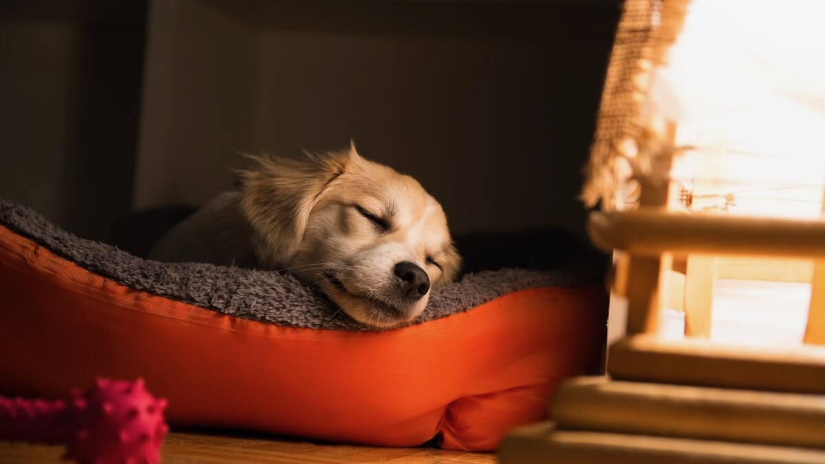 Is Hemp the Gentle Fix for Your Dog’s Sleepless Nights, Spas of America