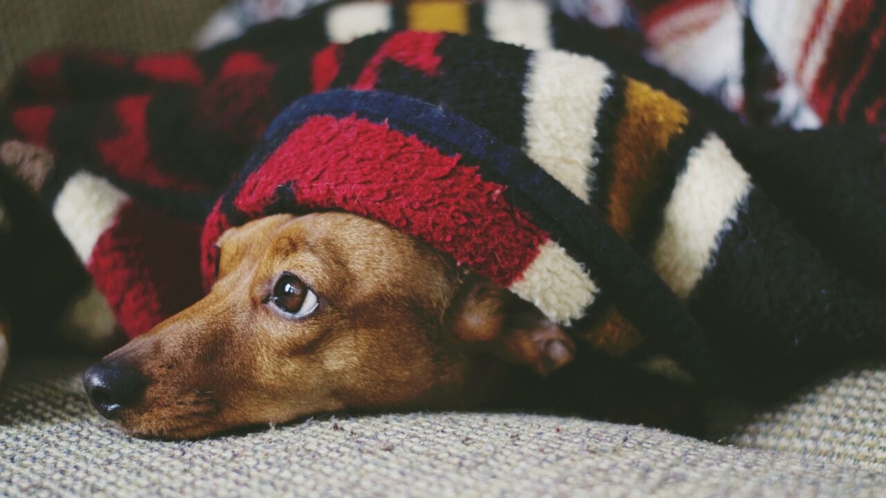 Is Hemp the Gentle Fix for Your Dog’s Sleepless Nights, Spas of America
