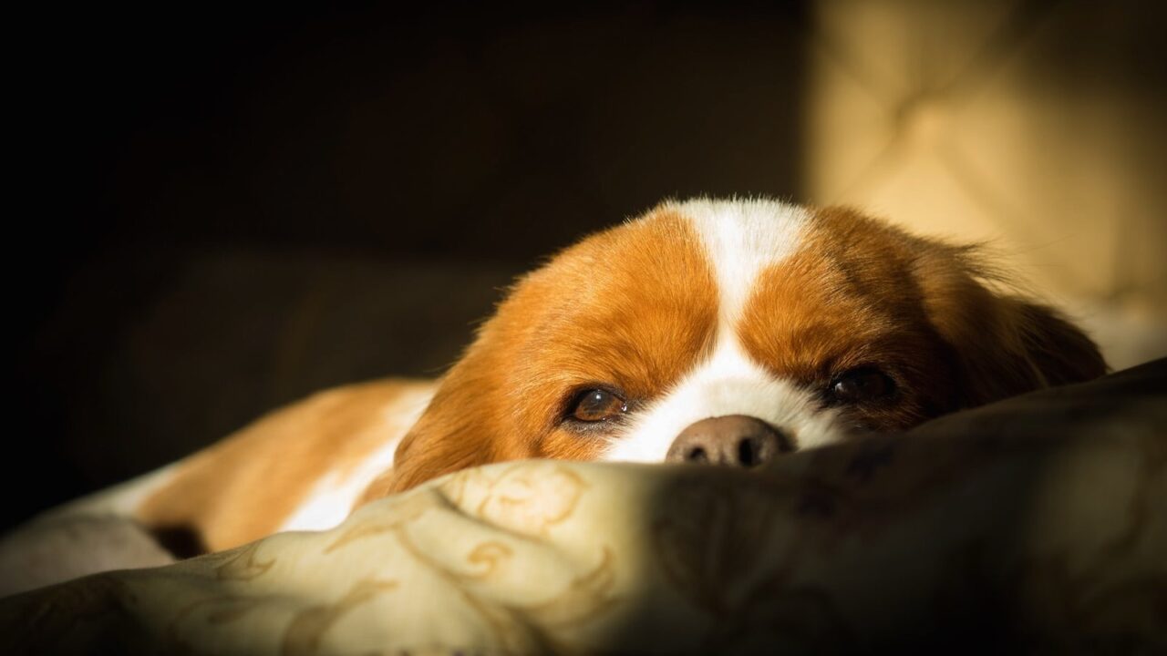 Is Hemp the Gentle Fix for Your Dog’s Sleepless Nights, Spas of America