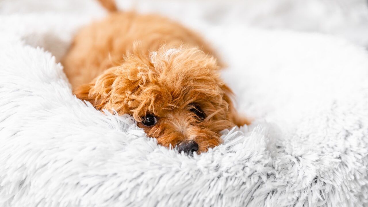 Is Hemp the Gentle Fix for Your Dog’s Sleepless Nights, Spas of America