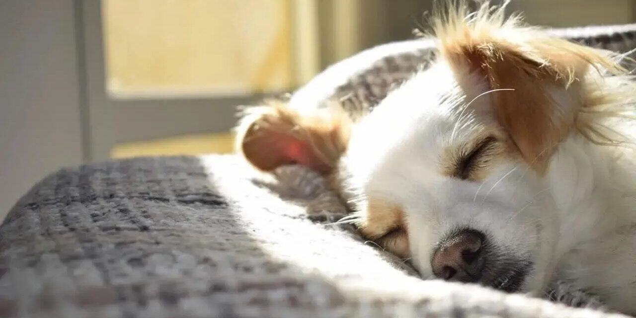 https://www.spasofamerica.com/wp-content/uploads/2025/12/tips-and-tricks-for-calming-your-dog-before-bedtime-1280x640.jpeg