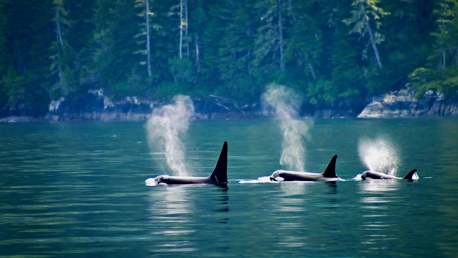 Killer,Whales:,Three,Orcas,In,A,Row,At,Telegraph,Cove Killer whales: three orcas in a row at Telegraph cove at Vancouver Island, British Columbia, Canada.