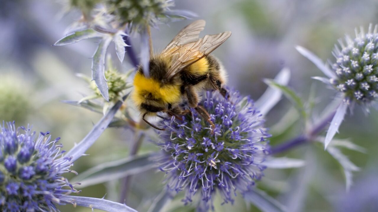 How to Create a Wellness Sanctuary While Protecting Native Pollinators: A Step-by-Step Guide