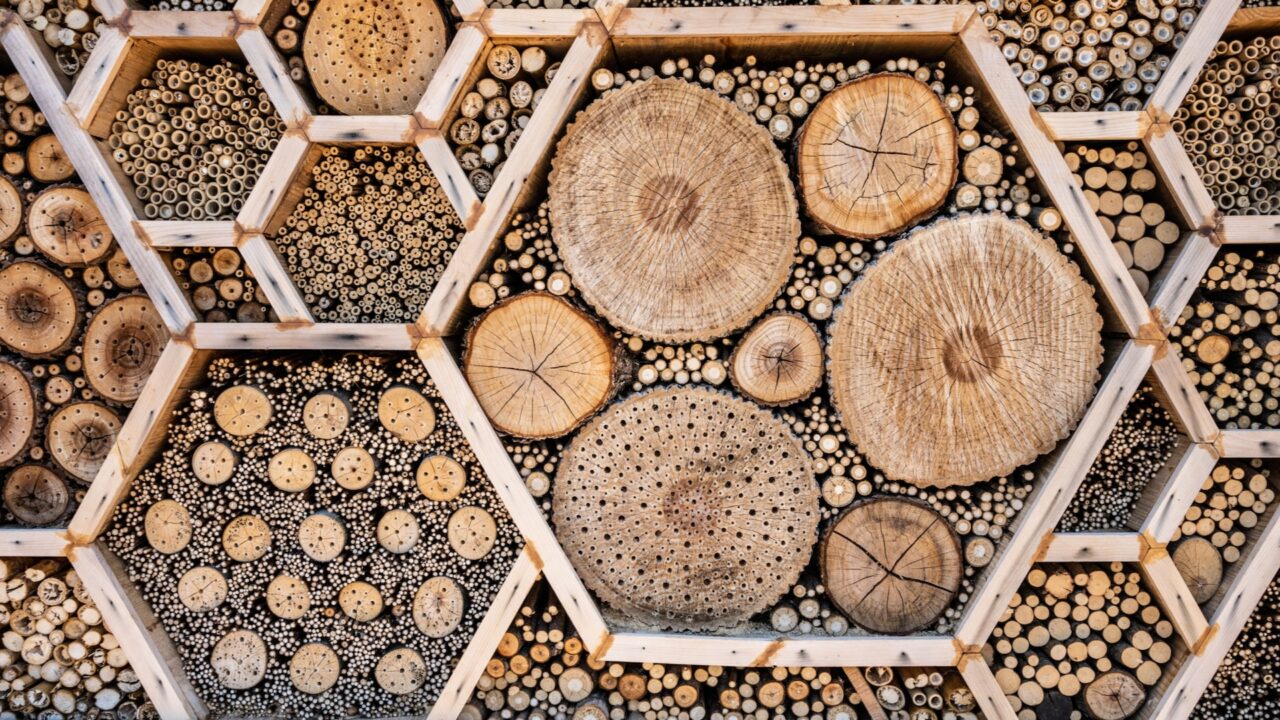 How to Create a Wellness Sanctuary While Protecting Native Pollinators: A Step-by-Step Guide