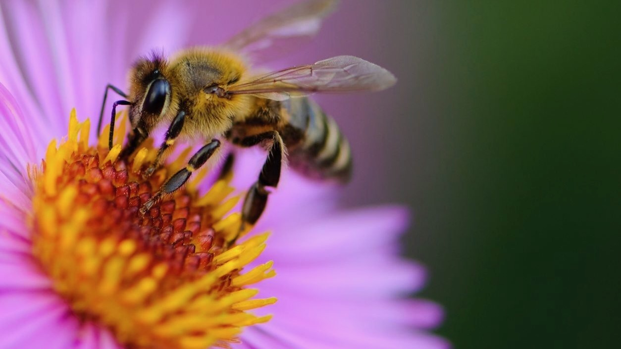 How to Create a Wellness Sanctuary While Protecting Native Pollinators: A Step-by-Step Guide