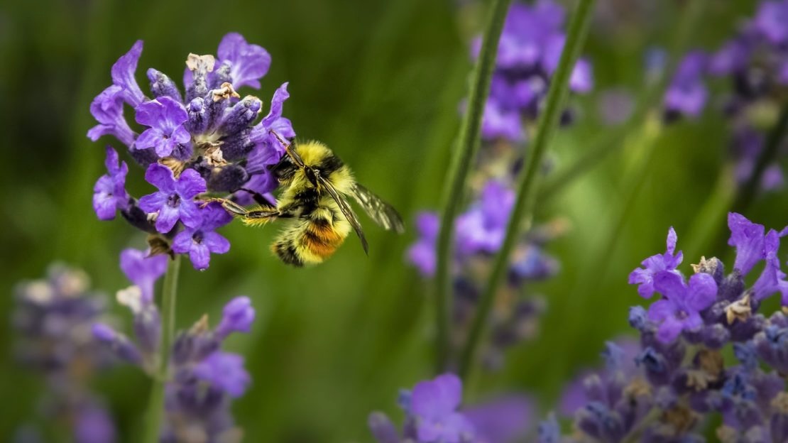 How to Create a Wellness Sanctuary While Protecting Native Pollinators: A Step-by-Step Guide
